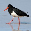 Pied Oystercatcher